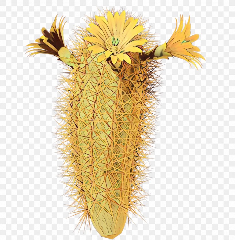 Cactus Cartoon, PNG, 885x903px, Echinocereus, Cactus, Flower, Flowerpot, Hedgehog Cactus Download Free