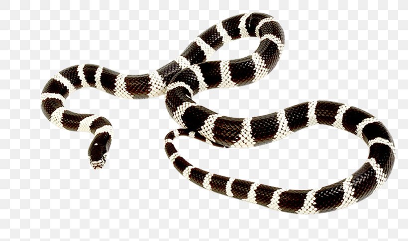 California Kingsnake Reptile Tiger Snake, PNG, 800x485px, Snake, California Kingsnake, Colubridae, Female, Hognose Download Free
