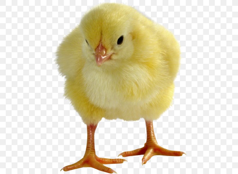 Chicken Broiler Kifaranga Egg Ukraine, PNG, 600x600px, Chicken, Beak, Bird, Breed, Broiler Download Free