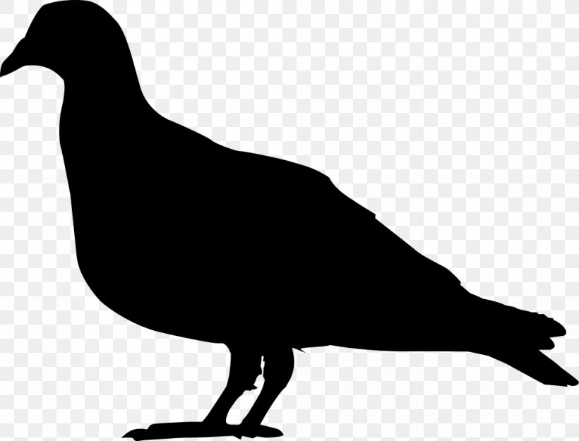 Domestic Pigeon Columbidae Squab Clip Art, PNG, 1007x768px, Domestic Pigeon, Beak, Bird, Bird Flight, Black And White Download Free