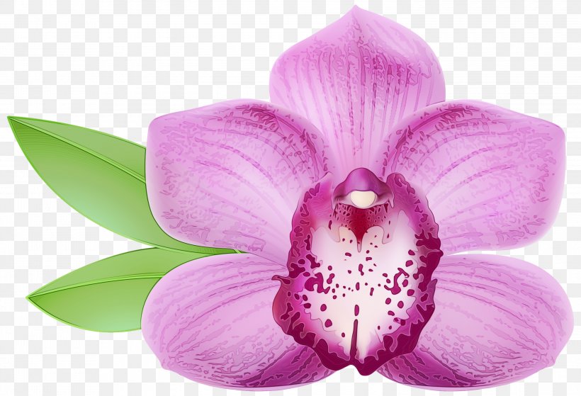 Flowering Plant Petal Flower Pink Purple, PNG, 3000x2047px, Watercolor, Flower, Flowering Plant, Lilac, Magenta Download Free