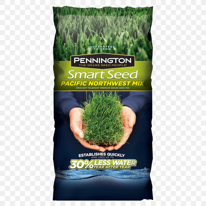 Lawn Seed Kentucky Bluegrass Scutch Grass Lolium Perenne, PNG, 1000x1000px, Lawn, Drought Tolerance, Fescues, Garden, Grass Download Free