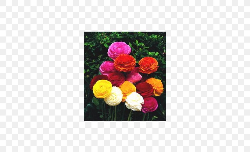 Ranunculus Asiaticus Flower Bulb Garden Plant, PNG, 500x500px, Ranunculus Asiaticus, Bird Of Paradise Flower, Bulb, Buttercup, Common Sunflower Download Free