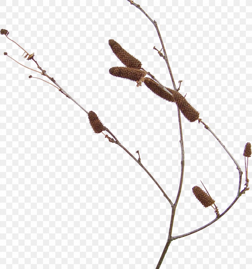 Twig Wood Plant Stem Leaf /m/083vt, PNG, 1432x1530px, Twig, Branch, Leaf, Plant, Plant Stem Download Free