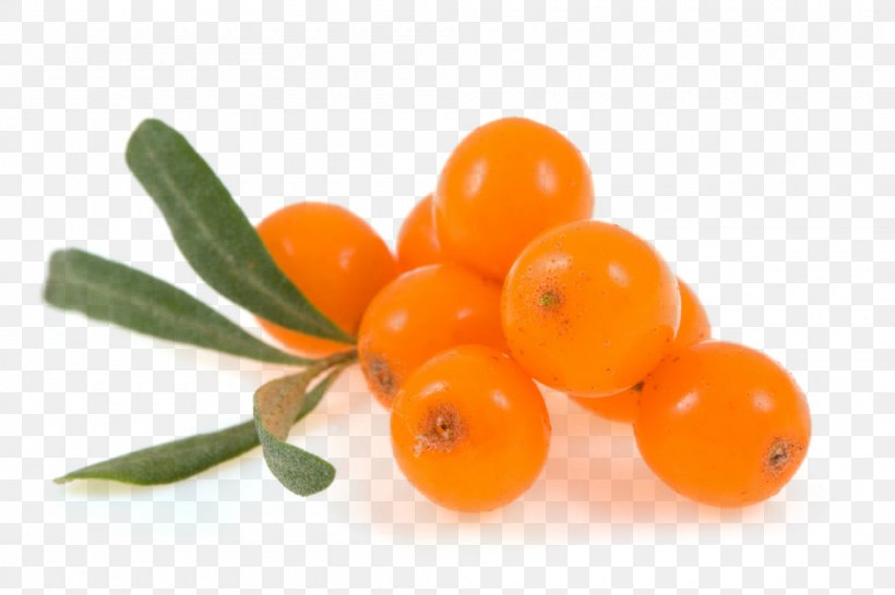 Seaberry Sea Buckthorn Oil Fruit, PNG, 1000x667px, Seaberry, Antioxidant, Berry, Buckthorn, Food Download Free