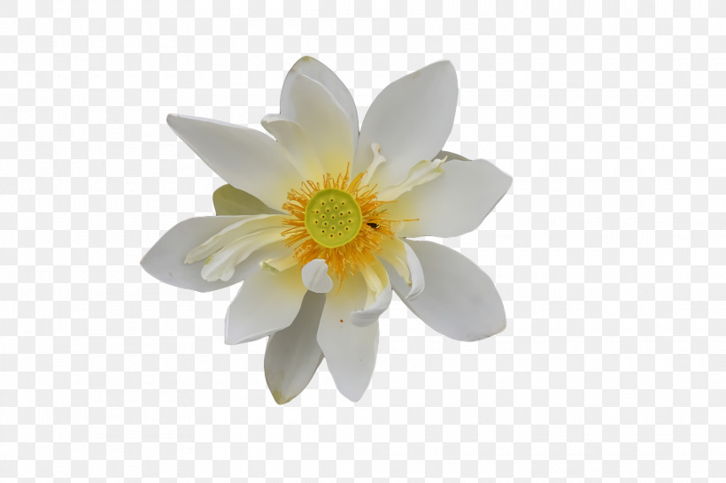 White Flower Royalty-free Color Yellow, PNG, 1920x1280px, White, Color, Flower, Orchids, Petal Download Free