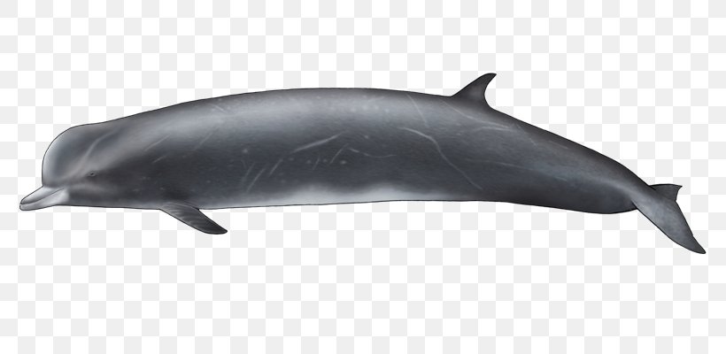 Common Bottlenose Dolphin Tucuxi Short-beaked Common Dolphin Rough-toothed Dolphin Wholphin, PNG, 800x400px, Common Bottlenose Dolphin, Bottlenose Dolphin, Dolphin, Fauna, Fin Download Free