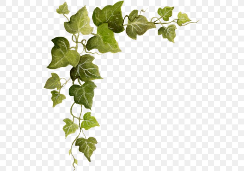 Ivy Vine Clip Art, PNG, 529x577px, Ivy, Botanical Illustration, Botany, Branch, Herb Download Free