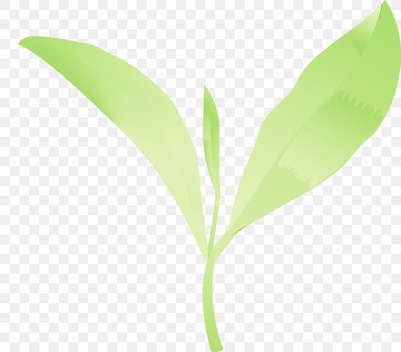 Leaf Flower Lily Of The Valley Plant Plant Stem, PNG, 3000x2636px, Tea Leaves, Eucalyptus, Flower, Leaf, Lily Of The Valley Download Free