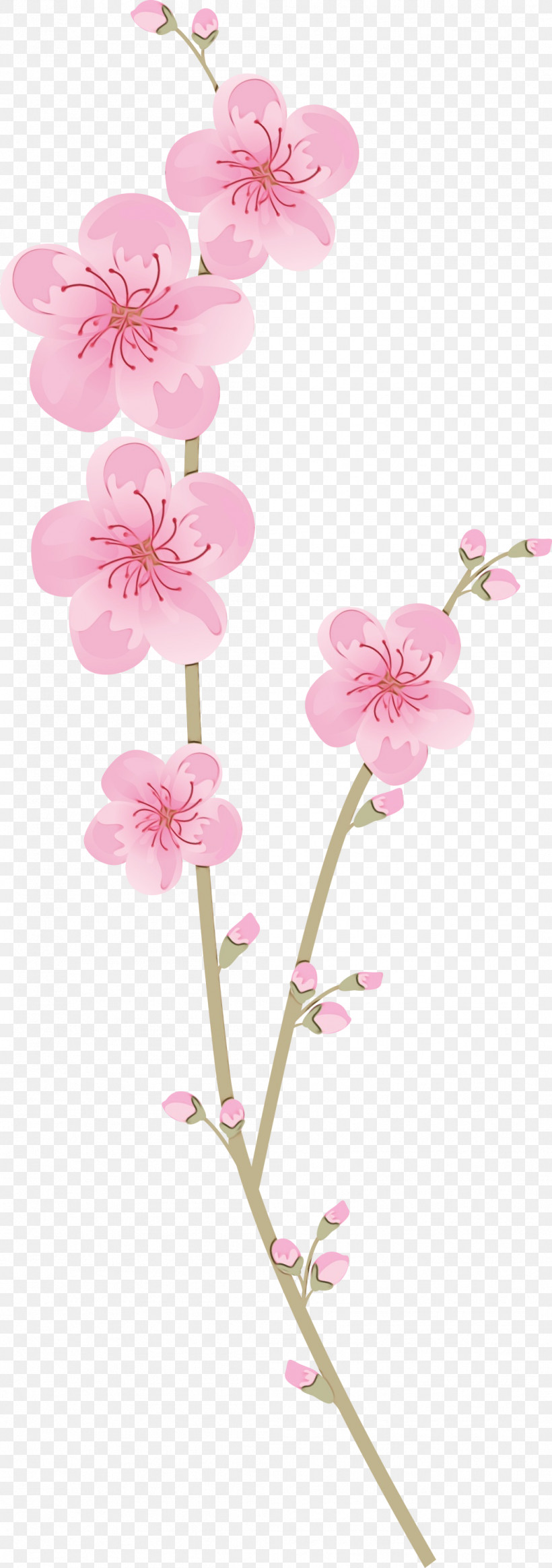 Cherry Blossom, PNG, 1056x2999px, Flowers, Blossom, Cherry Blossom, Cut Flowers, Floral Download Free