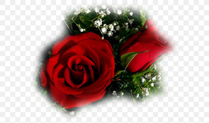 Desktop Wallpaper Rose, PNG, 600x483px, Rose, Black And White, Black Rose, Close Up, Cut Flowers Download Free