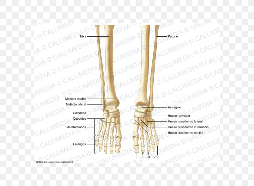 Finger Human Skeleton Bone Foot Human Anatomy, PNG, 600x600px, Watercolor, Cartoon, Flower, Frame, Heart Download Free