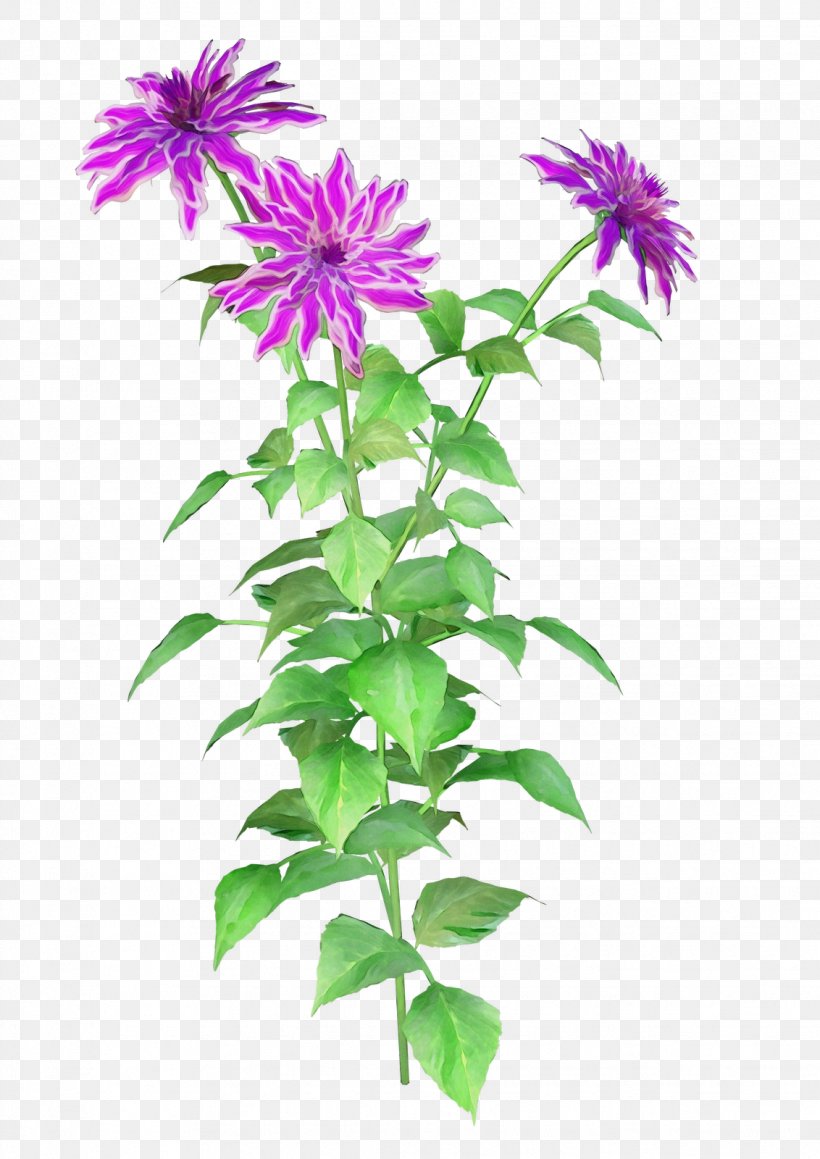 Flower Flowering Plant Plant Bee Balm Lemon Beebalm, PNG, 1132x1600px, Watercolor, Annual Plant, Bee Balm, Flower, Flowering Plant Download Free