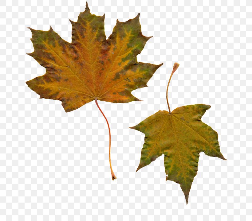 Maple Leaf Clip Art, PNG, 666x720px, Maple Leaf, Autumn, Autumn Leaf Color, Leaf, Maple Download Free