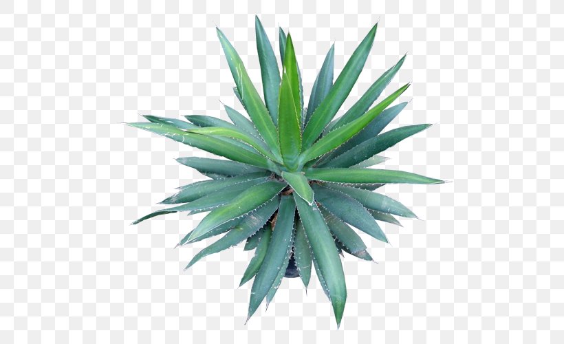 Agave Azul Agave Angustifolia Agave Cupreata Agave Potatorum Cactaceae, PNG, 500x500px, Agave Azul, Agave, Agave Angustifolia, Agave Attenuata, Agave Cupreata Download Free