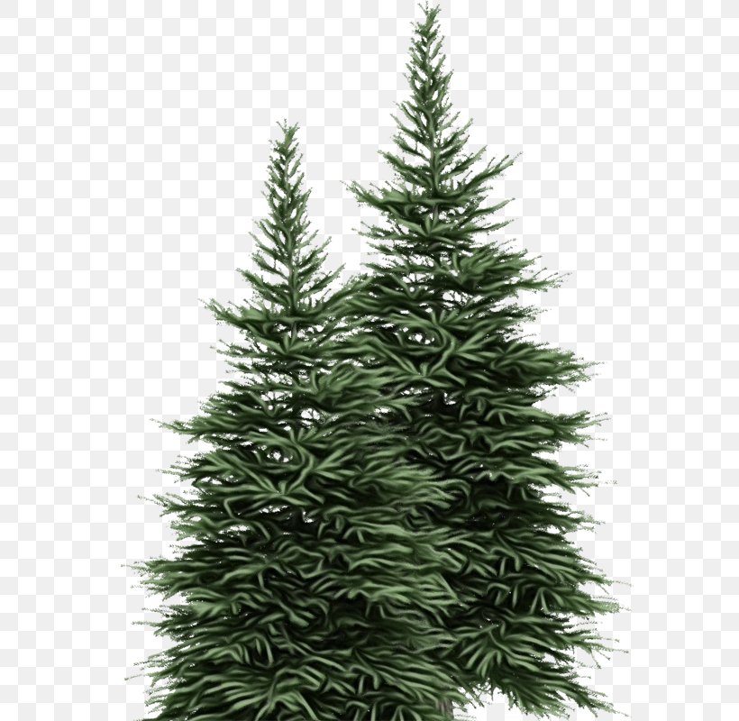 Christmas Tree, PNG, 589x800px, Watercolor, Balsam Fir, Christmas Tree, Colorado Spruce, Columbian Spruce Download Free