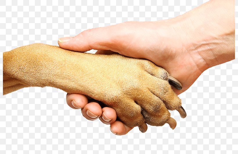 Dog Cat Paw Stock Photography Hand, PNG, 800x533px, Dog, Cat, Dogcat Relationship, Finger, Hand Download Free