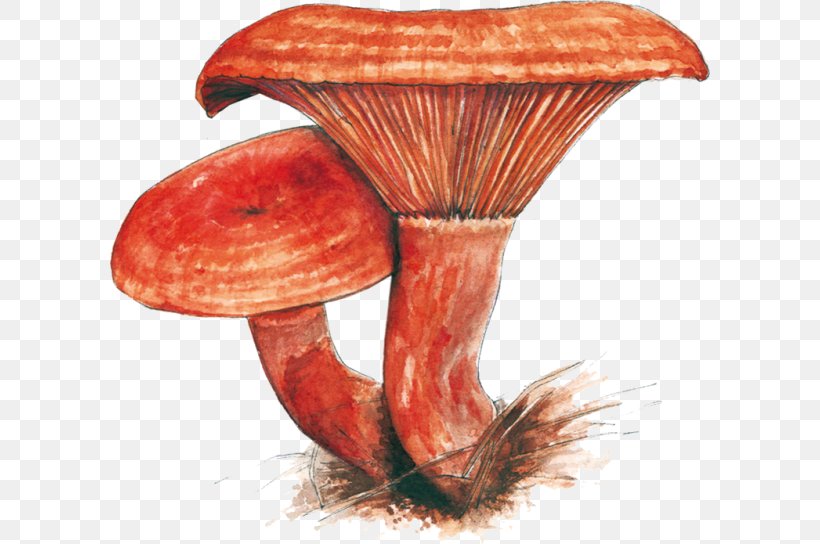 Edible Mushroom Medicinal Fungi Medicine, PNG, 600x544px, Edible Mushroom, Medicinal Fungi, Medicinal Mushroom, Medicine, Mushroom Download Free