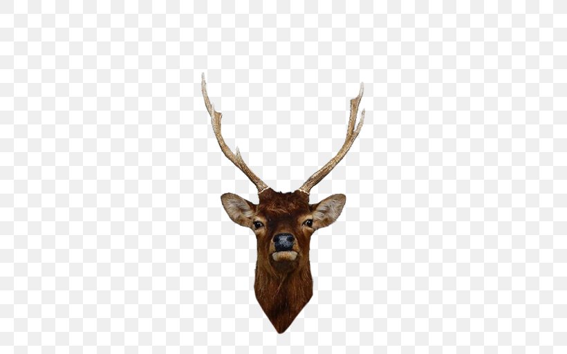 Elk Red Deer Reindeer Antler, PNG, 512x512px, Elk, Antler, Continent, Deer, Europe Download Free