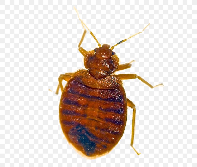 Insect Bird Bed Bug Bite Pest Control, PNG, 700x696px, Insect, Arthropod, Bed Bug, Bed Bug Bite, Bed Bug Control Techniques Download Free