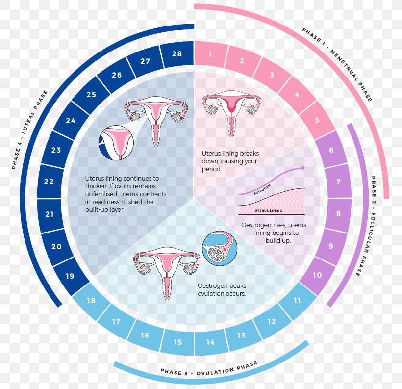 Menstrual Cycle Menstruation Luteal Phase Uterus Menstrual Cup, PNG, 794x793px, Menstrual Cycle, Area, Blue, Brand, Communication Download Free
