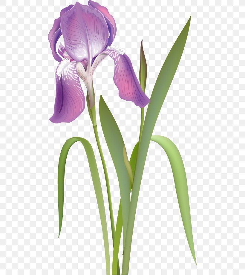 Orris Root Irises Cut Flowers Purple White, PNG, 500x920px, Orris Root, Blue, Cattleya, Cattleya Orchids, Color Download Free