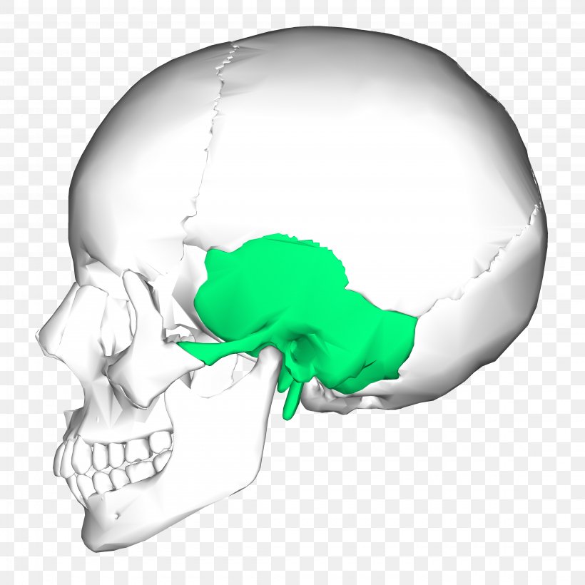 Temporal Bone Occipital Bone Skull Zygomatic Bone, PNG, 4500x4500px, Temporal Bone, Anatomy, Base Of Skull, Bone, Cranial Nerves Download Free