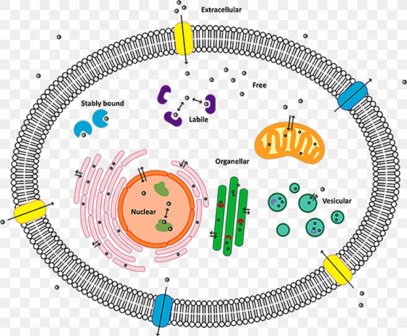 Cell Membrane Biological Membrane, PNG, 1342x1108px, Cell Membrane, Area, Biological Membrane, Cell, Diagram Download Free