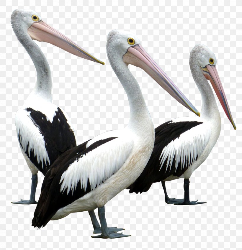 Pelican Bird, PNG, 1250x1294px, Bird, Beak, Brown Pelican, Ciconiiformes, Columbidae Download Free