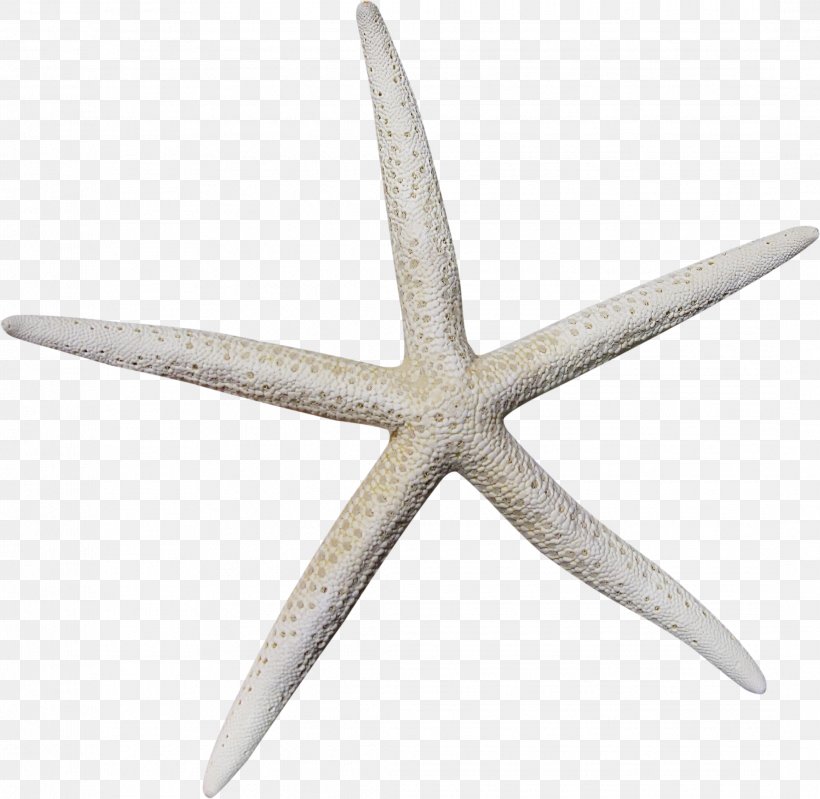 Starfish Icon, PNG, 2167x2112px, Starfish, Echinoderm, Invertebrate, Marine Invertebrates, Template Download Free
