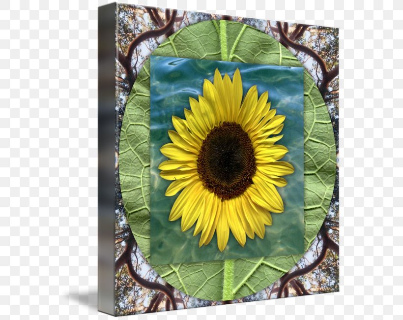 Sunflower Seed Sunflower M Sunflowers, PNG, 576x650px, Sunflower Seed, Daisy Family, Flower, Flowering Plant, Plant Download Free