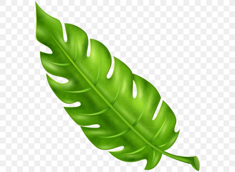 Tropics Leaf Plant Arecaceae, PNG, 582x600px, Tropics, Arecaceae, Commodity, Green, Leaf Download Free