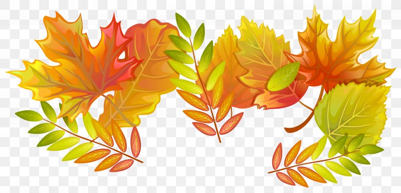 Autumn Leaf, PNG, 6159x2960px, Leaf, Autumn, Autumn Leaf Color, Flower, Maple Download Free