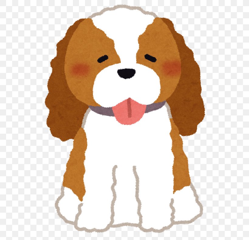 Cavalier King Charles Spaniel Puppy Dog Breed, PNG, 648x790px, Cavalier King Charles Spaniel, Breed, Breeder, Carnivoran, Dog Download Free