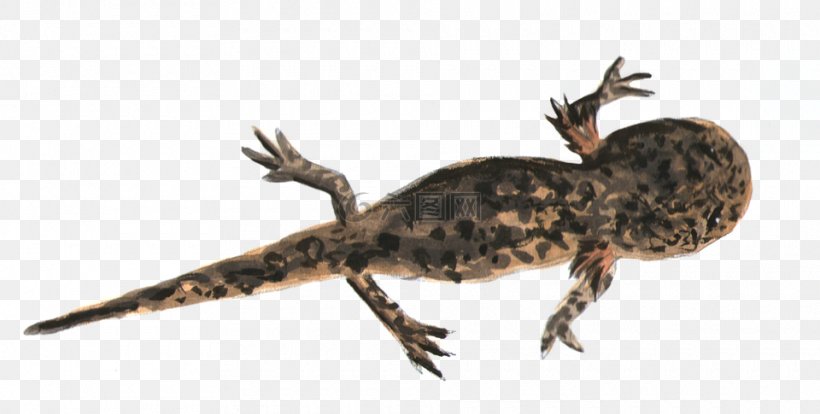 Newt Fire Salamander Cryptobranchoidea Japanese Giant Salamander Lizard, PNG, 960x485px, Newt, Amphibian, Amphibians, Animal, Animal Figure Download Free