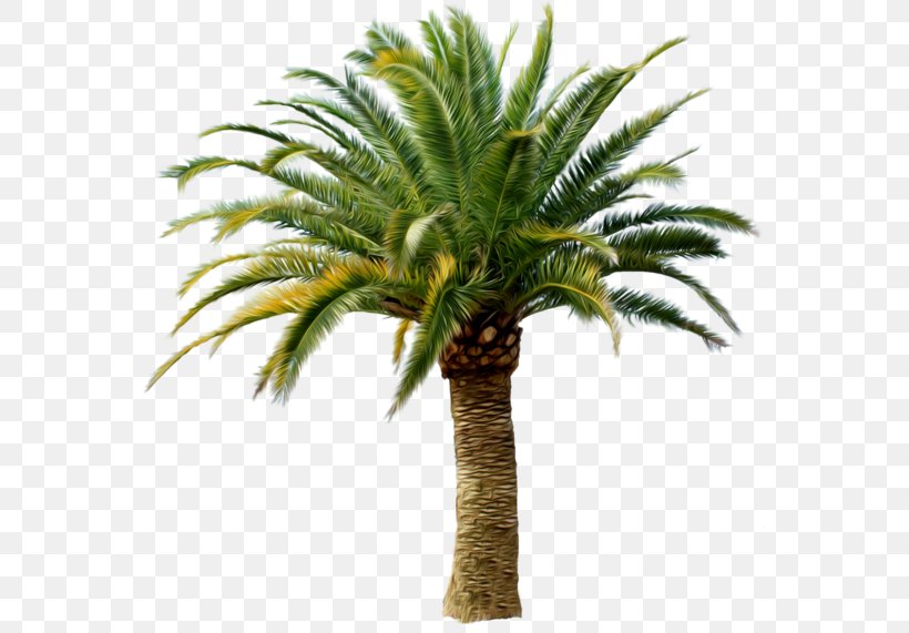 Palm Trees Clip Art Desktop Wallpaper Image, PNG, 563x571px, Palm Trees, Arecales, Attalea Speciosa, Borassus Flabellifer, Botany Download Free