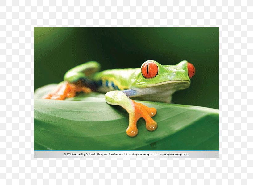 Red-eyed Tree Frog Costa Rica Australian Green Tree Frog, PNG, 600x600px, Frog, Agalychnis, Amphibian, Australian Green Tree Frog, Canvas Download Free