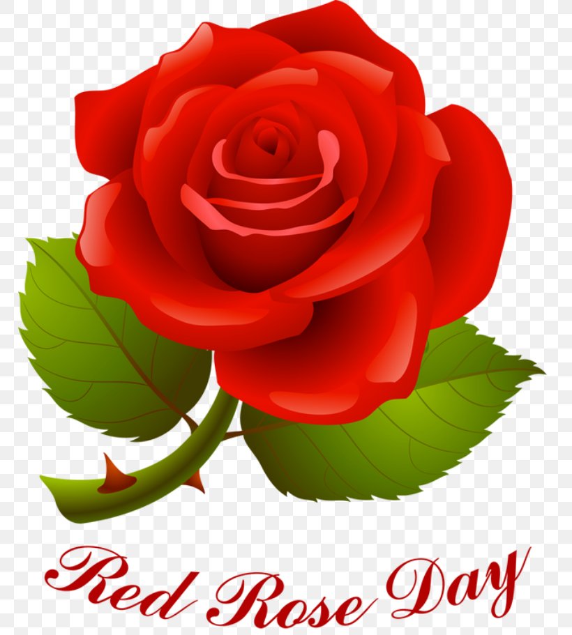Rose Valentine's Day Red Clip Art, PNG, 768x911px, Rose, China Rose, Cut Flowers, Floral Design, Floribunda Download Free