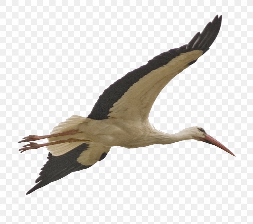 Bird Stork Clip Art, PNG, 1152x1020px, Bird, Animal Migration, Beak, Bird Migration, Ciconiiformes Download Free