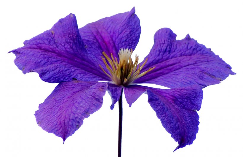 Leather Flower Petal, PNG, 1440x930px, Leather Flower, Flower, Flowering Plant, Iris, Larkspur Download Free