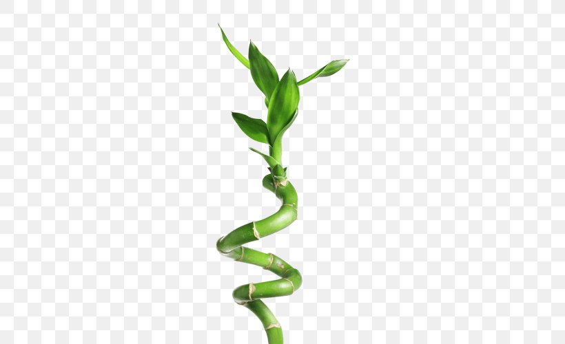 Lucky Bamboo Green Stock Photography, PNG, 500x500px, Bamboo, Grass, Green, Leaf, Lucky Bamboo Download Free