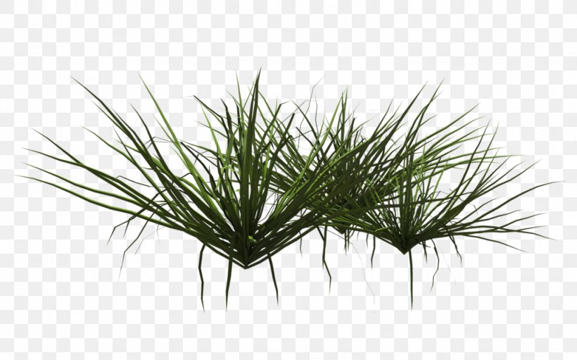 Aquatic Plants Grasses Ornamental Grass, PNG, 1024x639px, Plant, Aquatic Plants, Beeblossom, Coral Reef, Grass Download Free