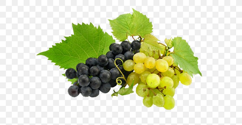 Common Grape Vine Wine Rosé Can Stock Photo, PNG, 600x425px, Common Grape Vine, Blue, Can Stock Photo, Food, Fruit Download Free