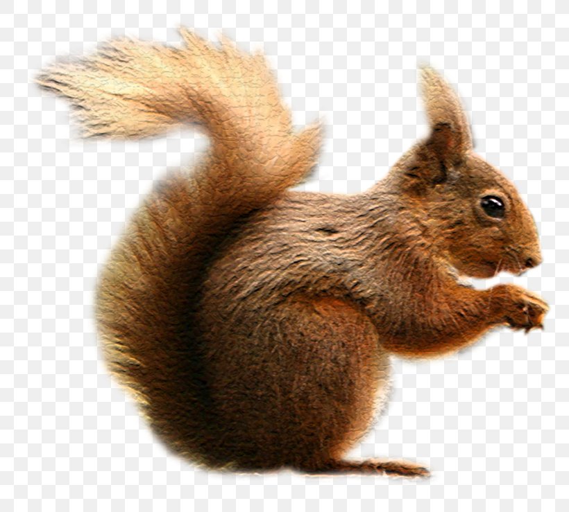 Fox Squirrel Tree Squirrel Clip Art, PNG, 800x739px, Fox Squirrel, Animal, Dobermann, Dog, Fauna Download Free