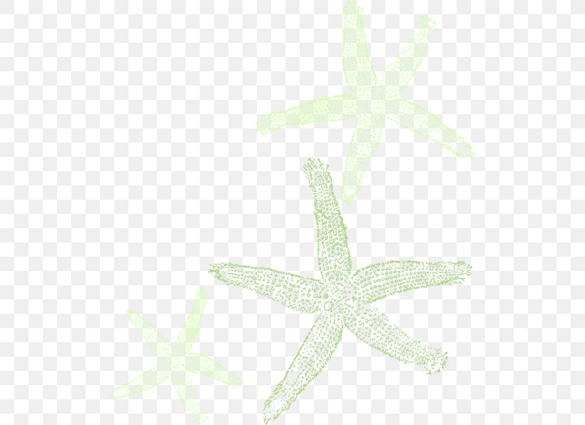Marine Invertebrates Starfish Echinoderm Animal, PNG, 516x596px, Invertebrate, Animal, Echinoderm, Fish, Flipflops Download Free