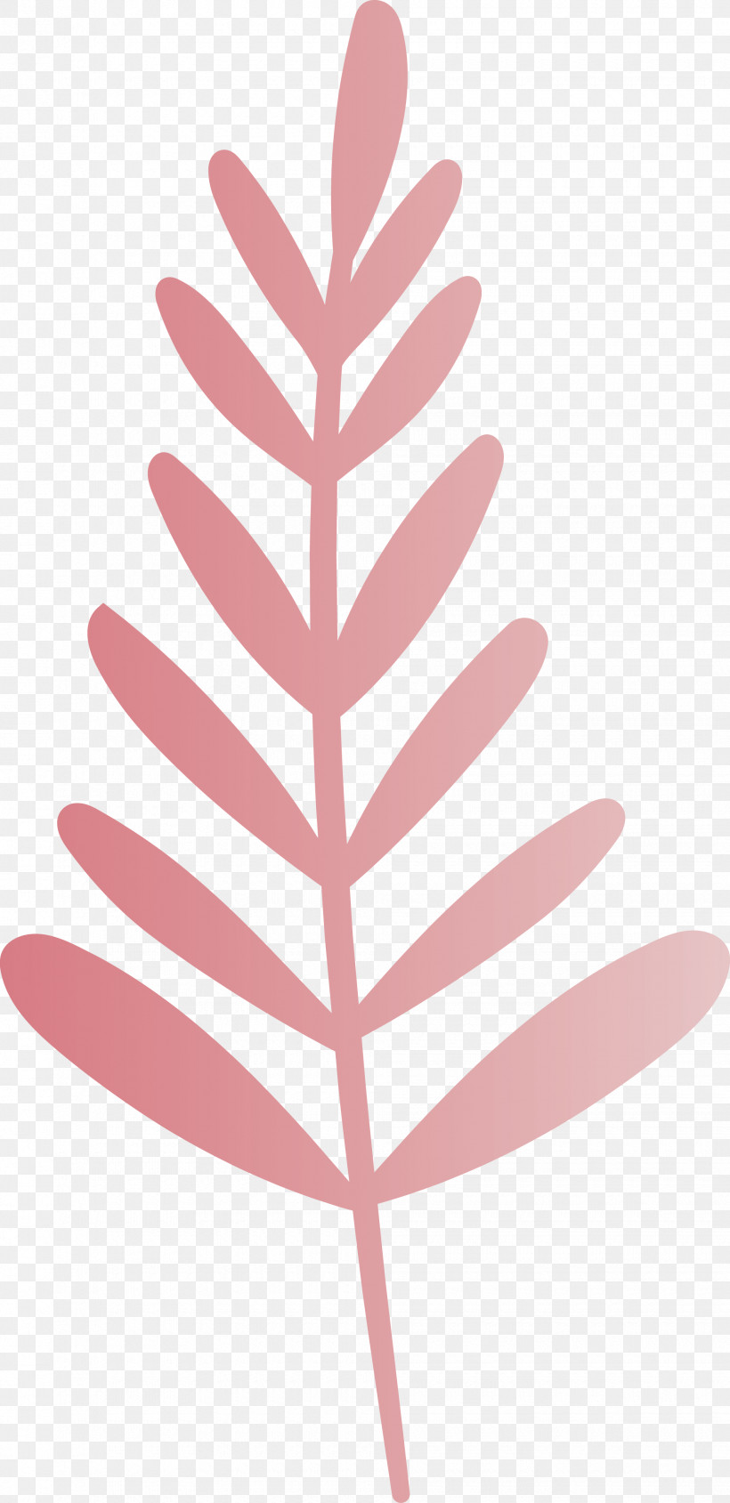 Petal Leaf Pink M Line Meter, PNG, 1940x3997px, Petal, Biology, Leaf, Line, Meter Download Free