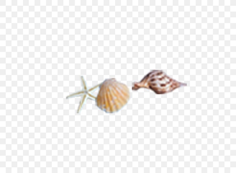 Seashell Sea Snail Conch, PNG, 600x600px, Seashell, Conch, Image Resolution, Poster, Sea Download Free