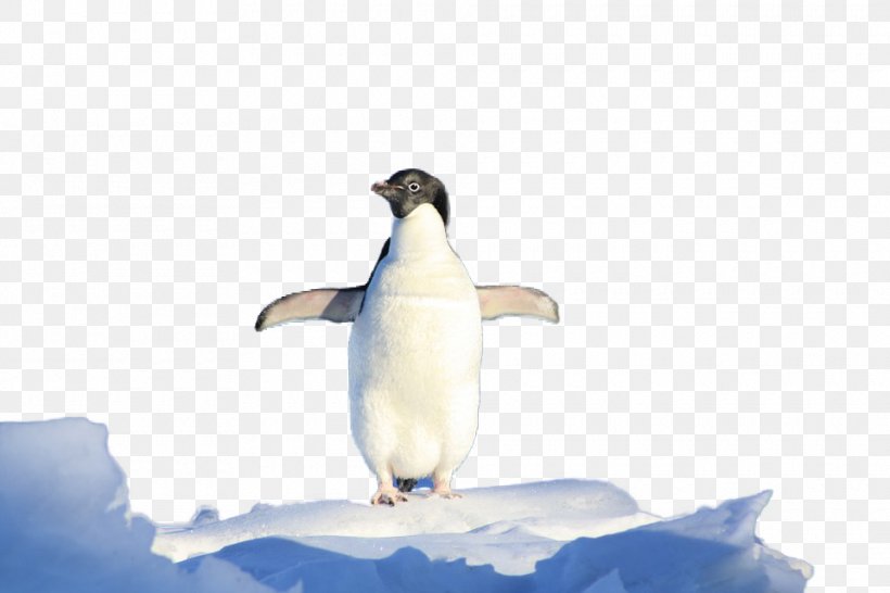 South Pole King Penguin Pingxfcinos De La Antxe1rtida (Antarctic Penguins), PNG, 960x640px, South Pole, Animal, Antarctic, Antarctica, Beak Download Free