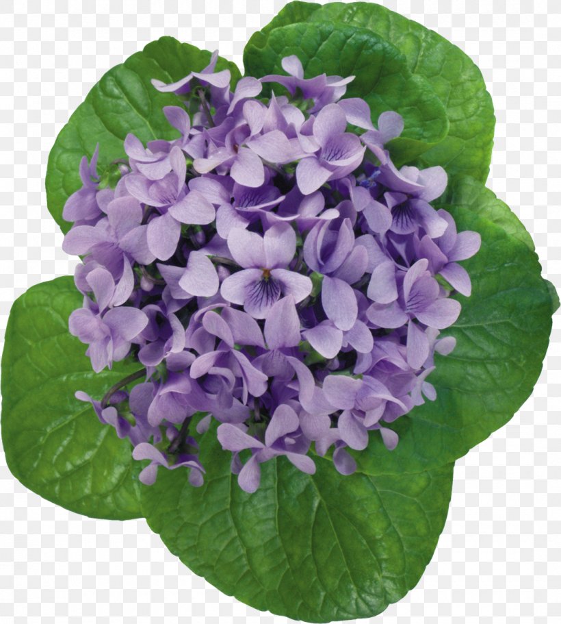 Violet Flower Photography Clip Art, PNG, 1080x1200px, Violet, Agava, Annual Plant, Cornales, Dianthus Download Free