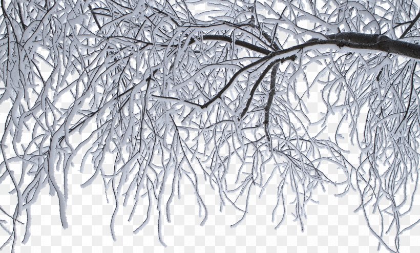 Winter Ice Frost Freezing Cold, PNG, 1200x723px, Winter, Black And White, Branch, Cold, Freezing Download Free